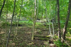 metsa_korrastamine_5