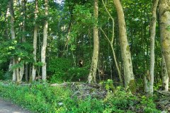 metsa_korrastamine_7